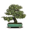 BONSAI