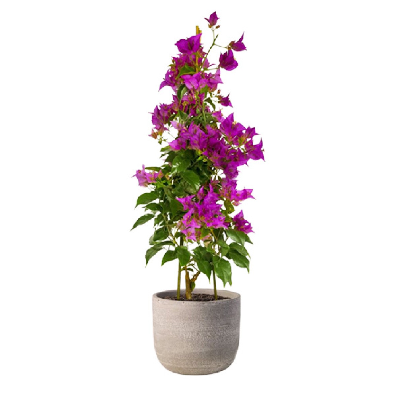 BOUGANVILLA