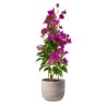 BOUGANVILLA