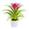 BROMELIA