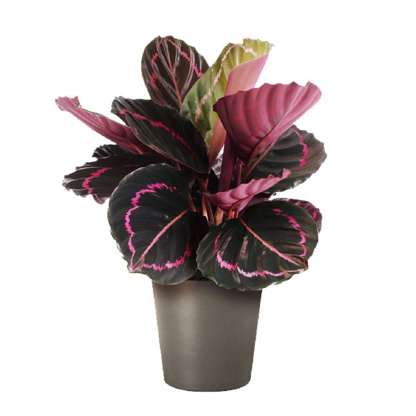 CALATHEA