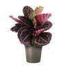 CALATHEA