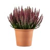 CALLUNA