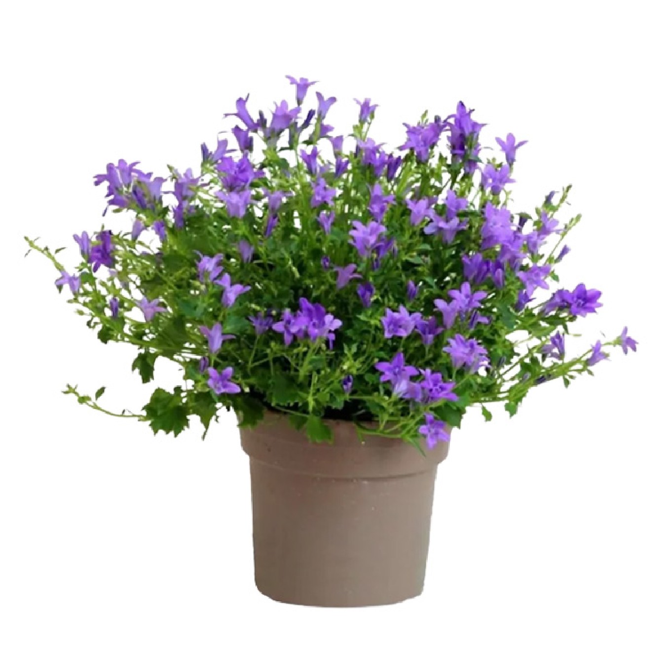 CAMPANULA