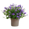 CAMPANULA