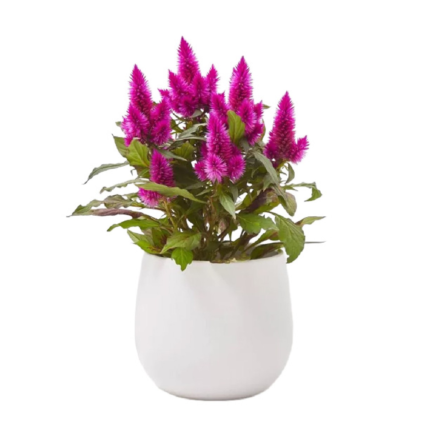 CELOSIA
