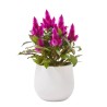 CELOSIA