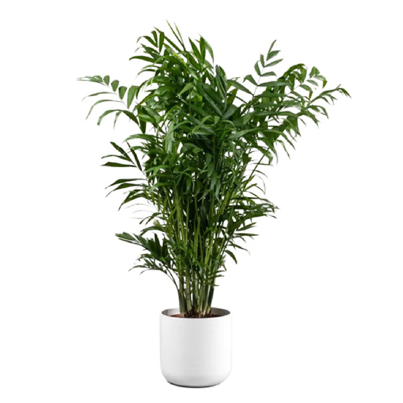 CHAMAEDOREA