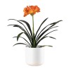 CLIVIA