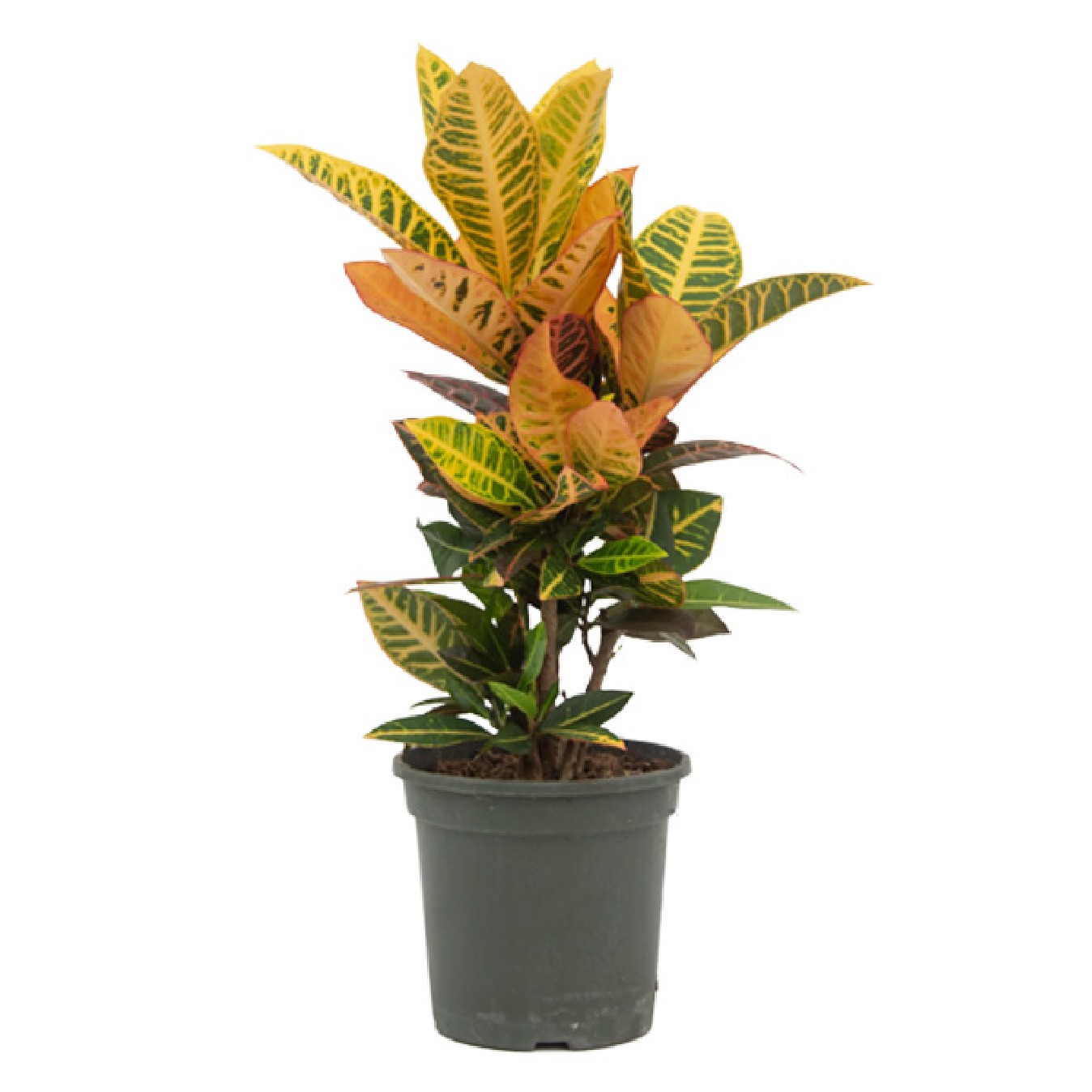CODIAEUM