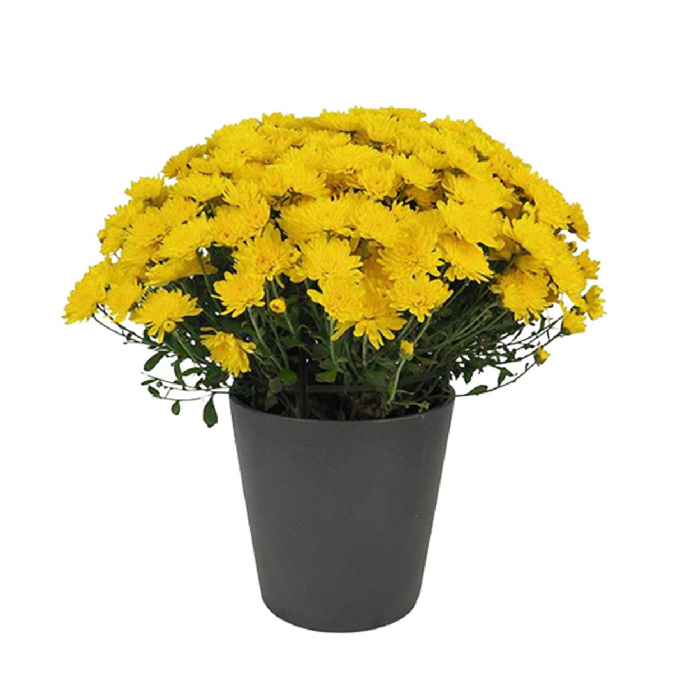 CRISANTEMO PLANTA
