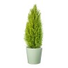 CUPRESSUM