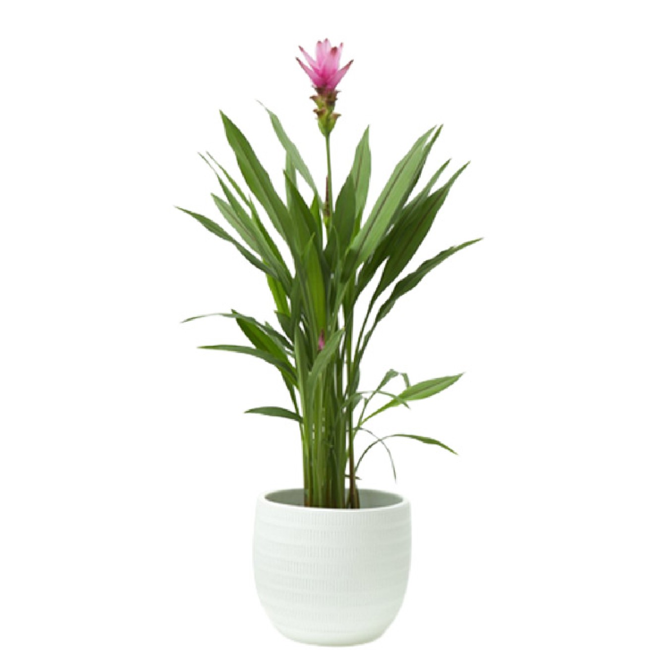CURCUMA