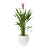 CURCUMA