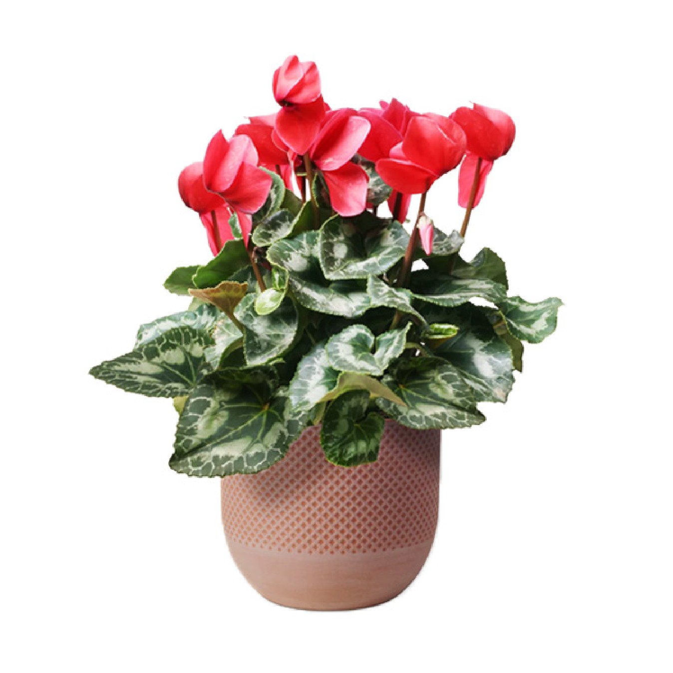 CYCLAMEN