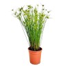 CYPERUS