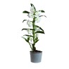 DENDROIUBM