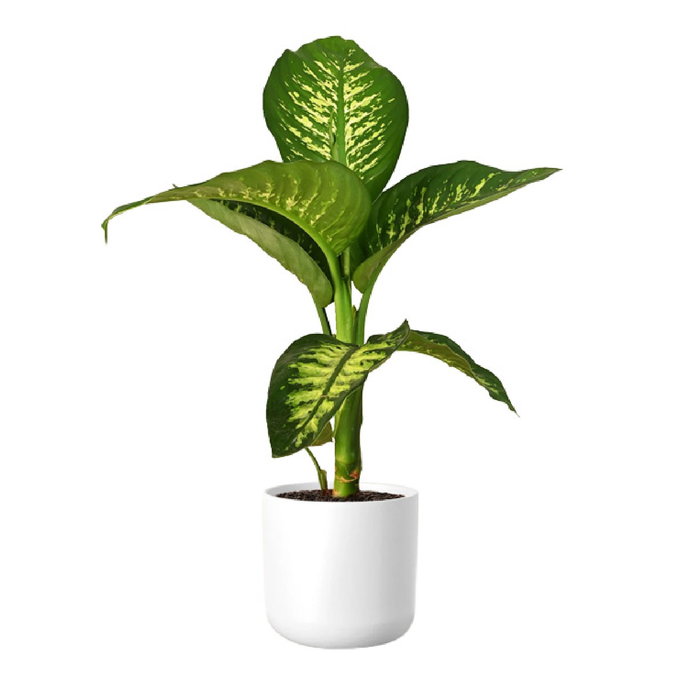 DIEFFENBACHIA