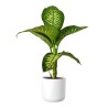 DIEFFENBACHIA
