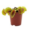 DIONAEA