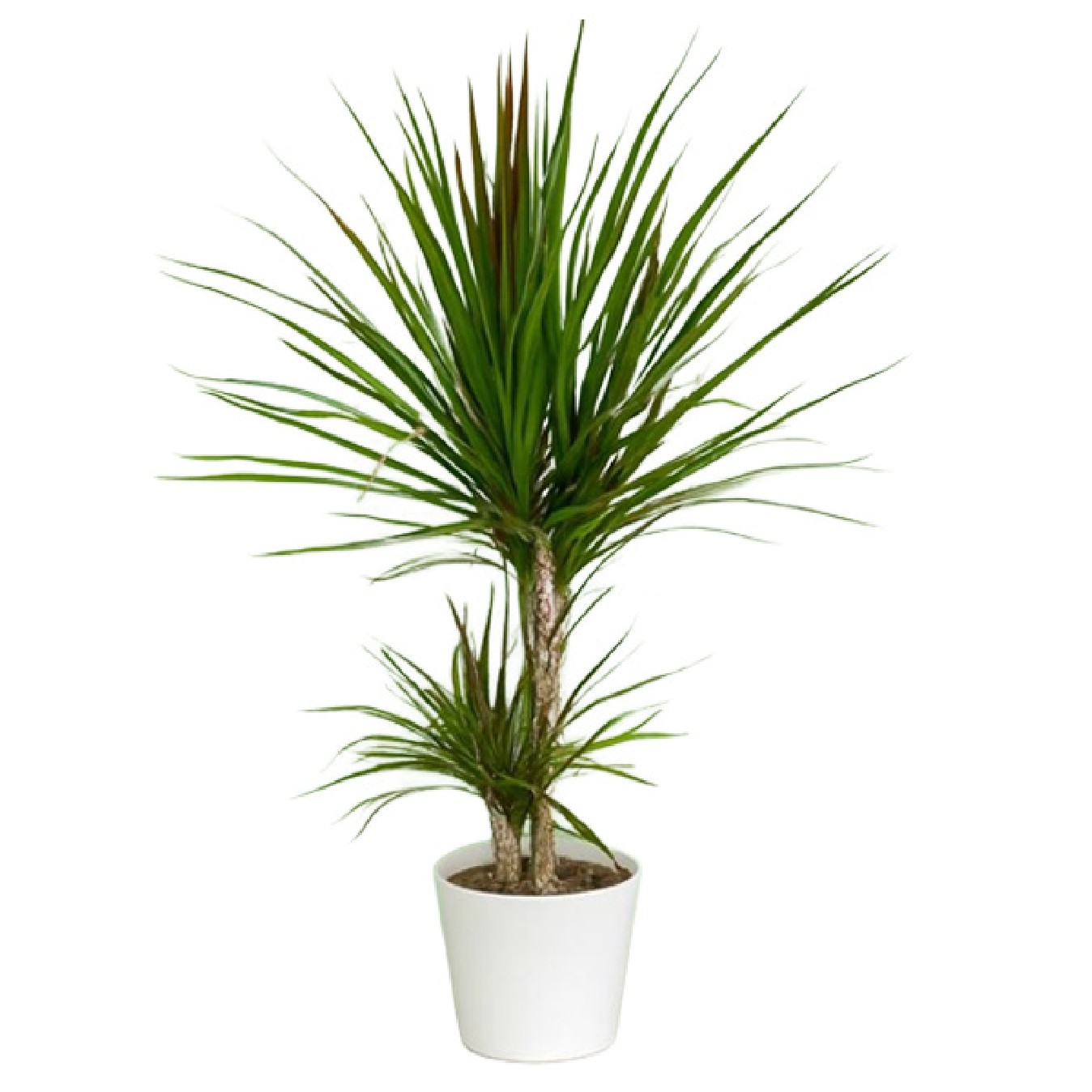 DRACAENA