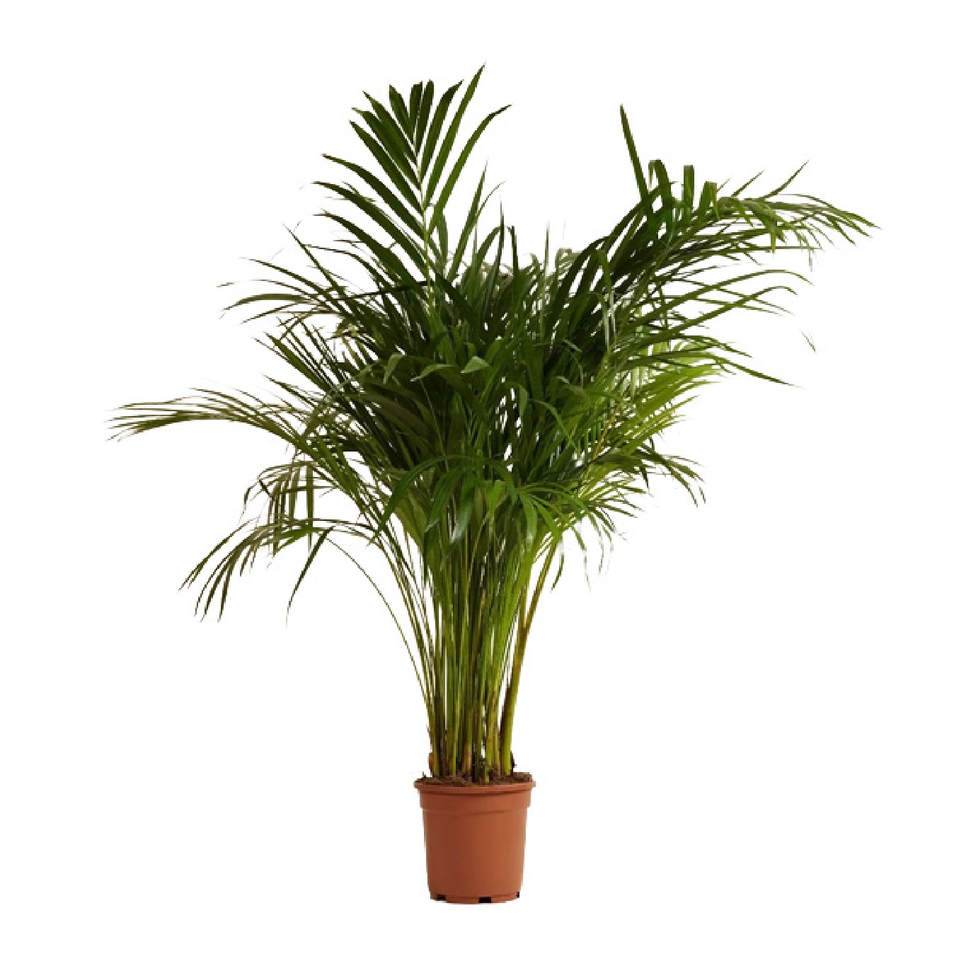DYPSIS