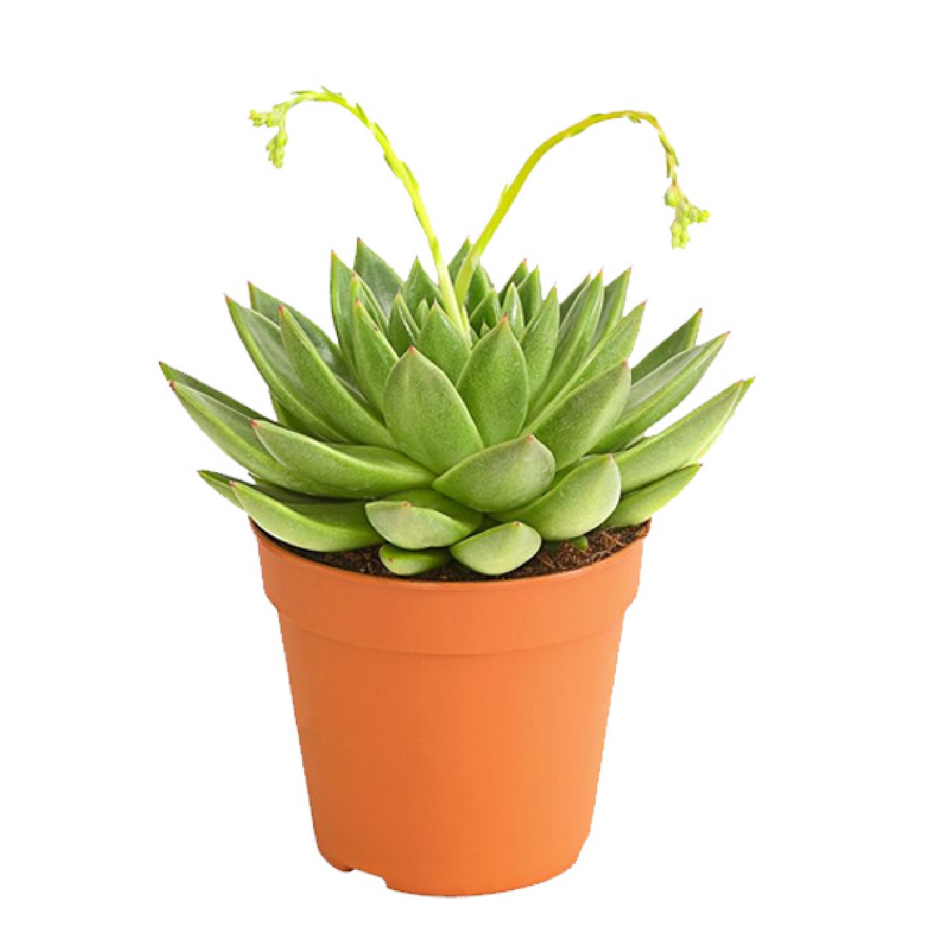 ECHEVERIA