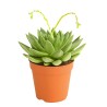 ECHEVERIA