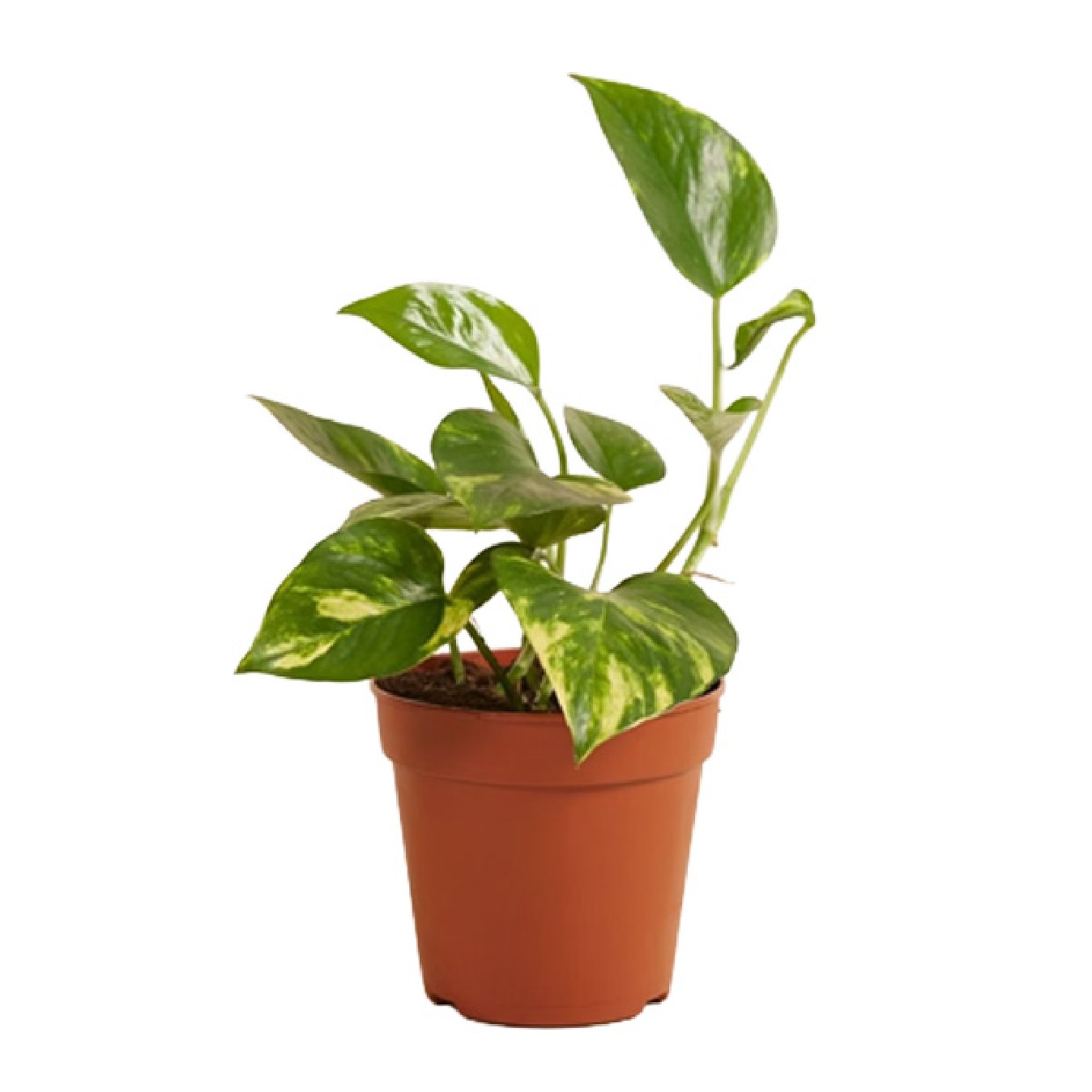 EPIPREMNUM
