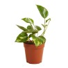 EPIPREMNUM