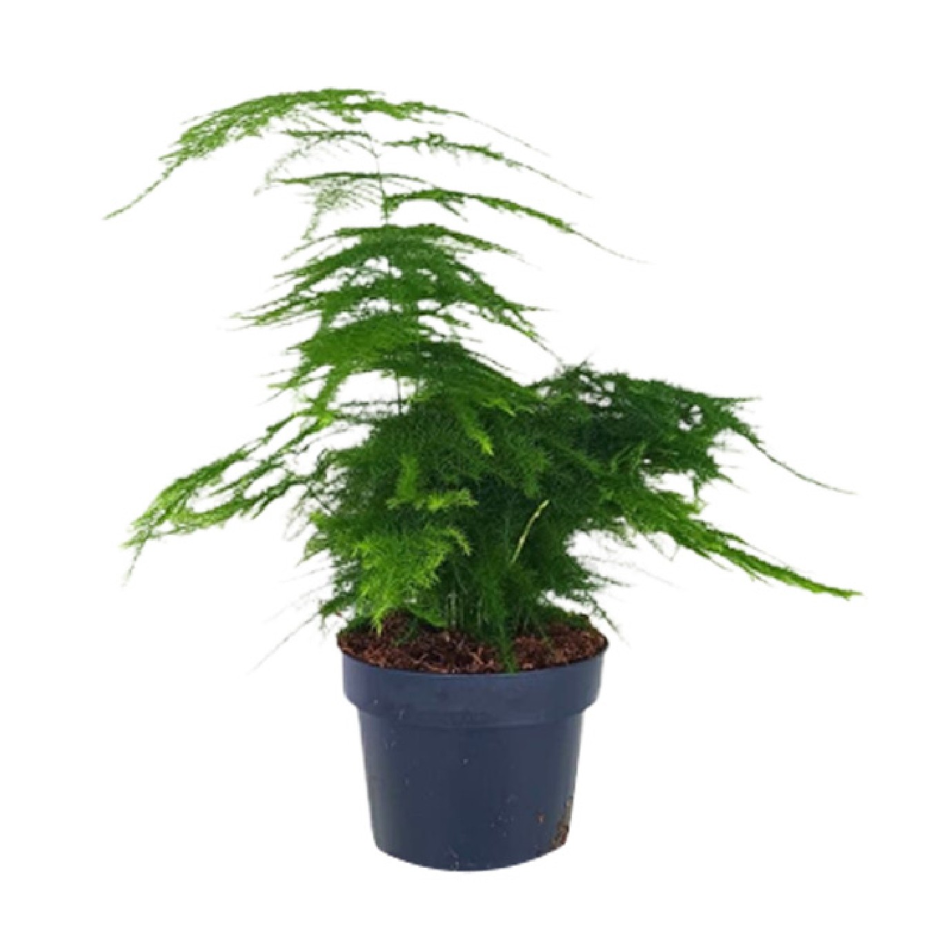 PLANTA ESPARRAGUERA SETACEA