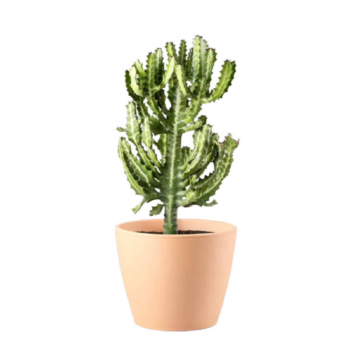 EUPHORBIA