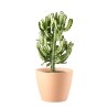 EUPHORBIA