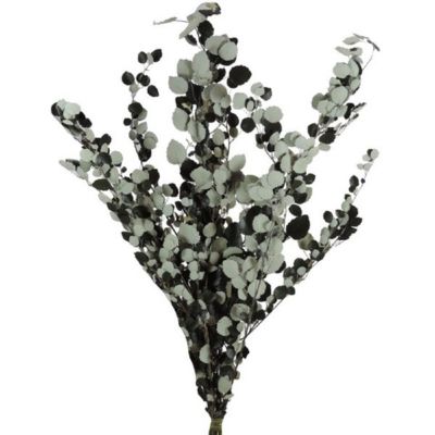Imagen de Eucalyptus preservado