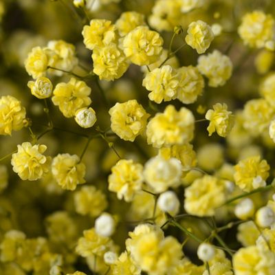 Imagen con paniculata amarilla