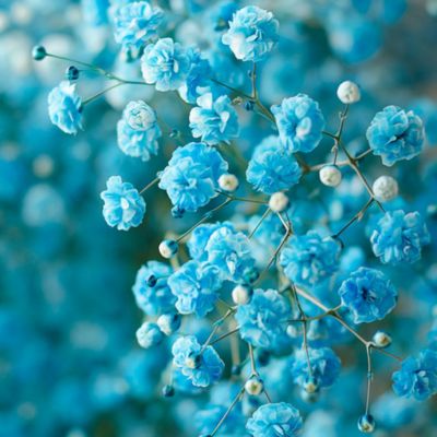 Imagen con paniculata azul