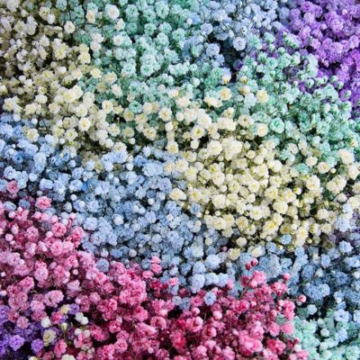 Imagen con Paniculata Rainbow