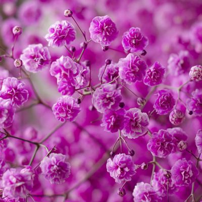 Imagen con paniculata rosa