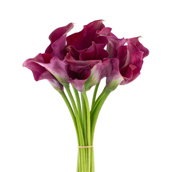 Imagen de flor calla