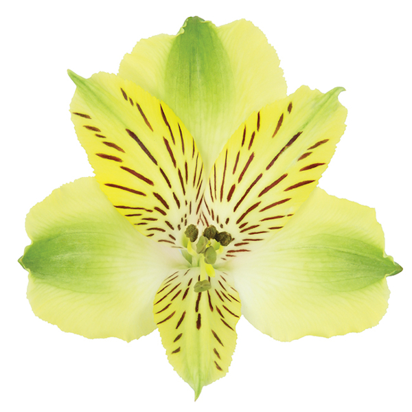 Imagen de flor Alstroemeria