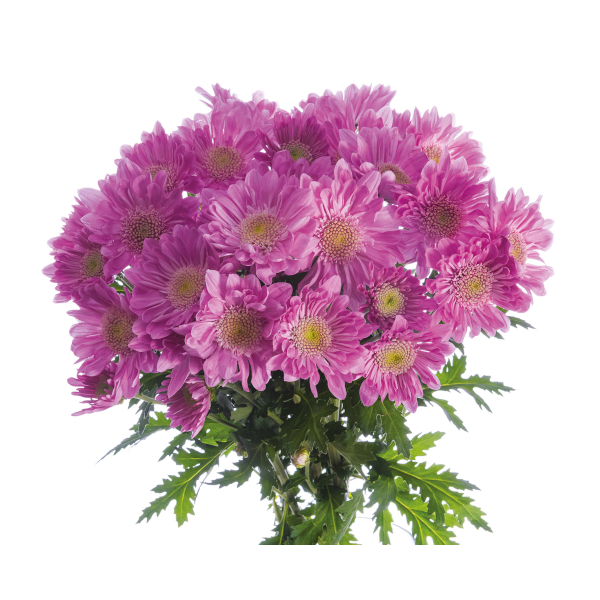 Imagen de flor crisantemo