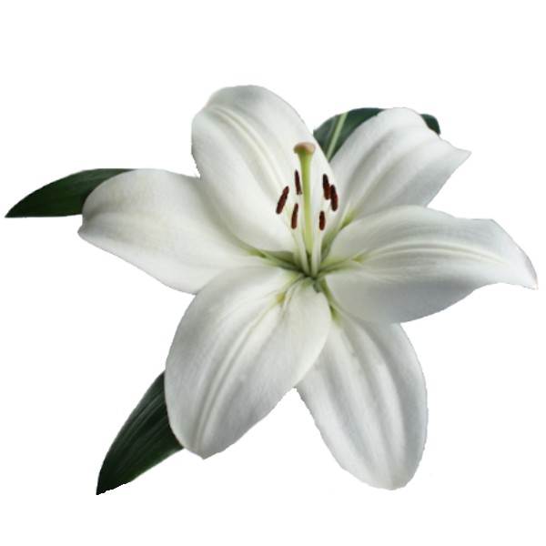 Imagen de flor lilium