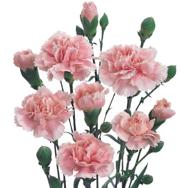 Imagen de miniclavel