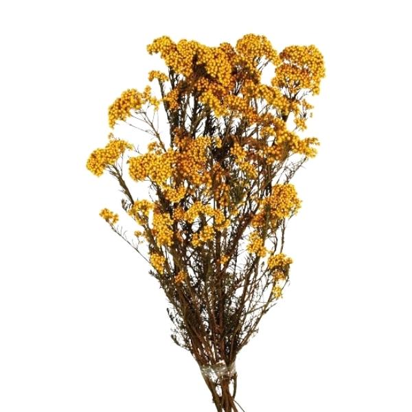 Imagen de flor preservada