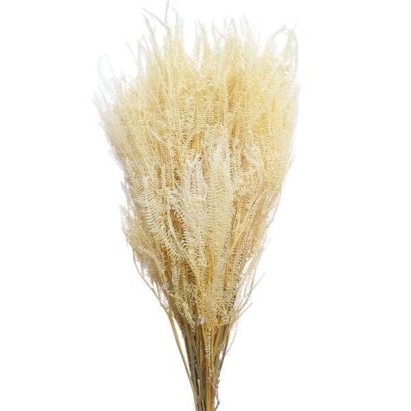 Imagen de helecho preservado