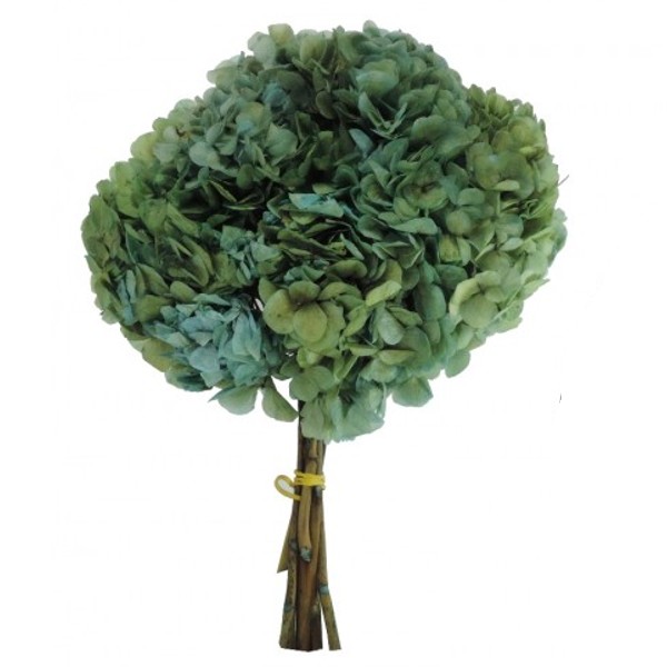 Imagen de hortensia preservada