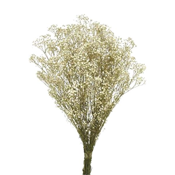 Imagen de paniculata preservada