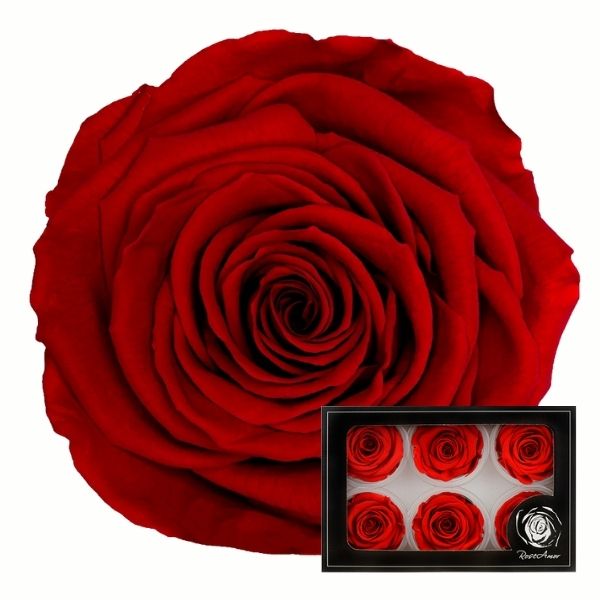 Imagen de una rosa preservada