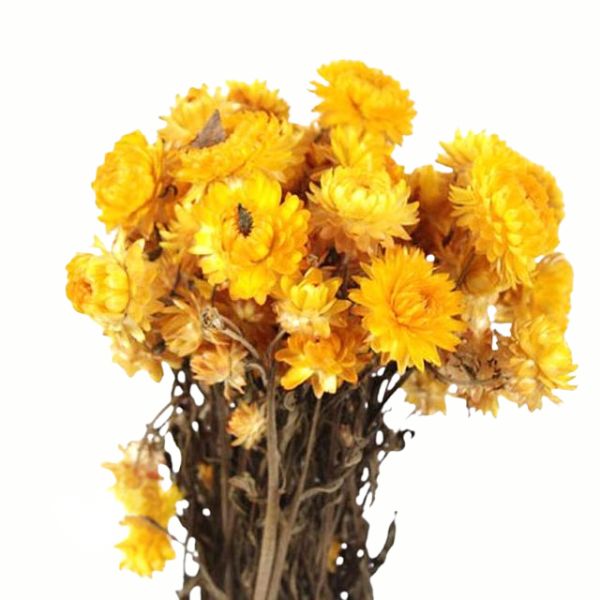 Imagen de flor seca de relleno