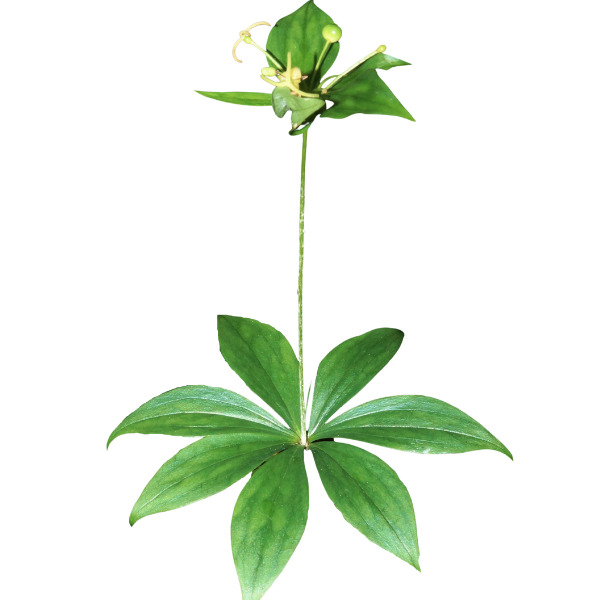 Imagen de plantas colgantes